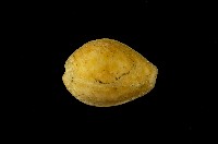 藏品(紅花寶螺)的圖片